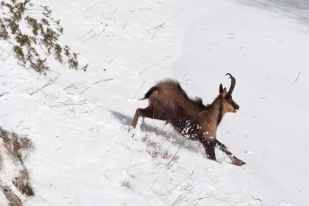 Apennine chamois adult male running in snow