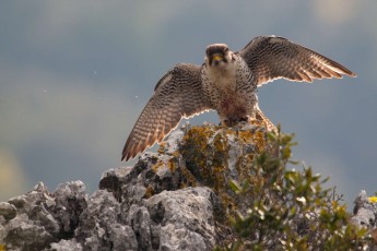 Lanner falcon adult male landing on perch