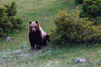 Marsican / Abruzzo brown bear adult in spring mountain meadow