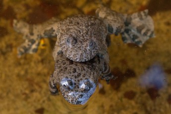 Apennine yellow-bellied toad pair mating in mountain stream. Endemic of Apennines