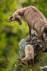 Apennine chamois female watching over kid/juvenile in spring