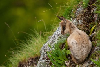 Apennine chamois