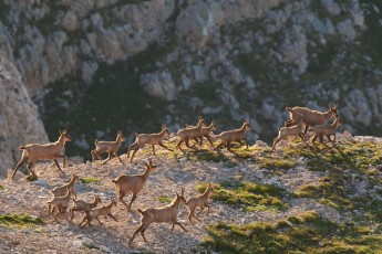 The new monitoring framework will help catalyse positive and ambitious visions for rewilding in European landscapes.