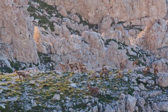 Apennine chamois herd of females and kids on altitude plateau of the Majella Massif on summer evening