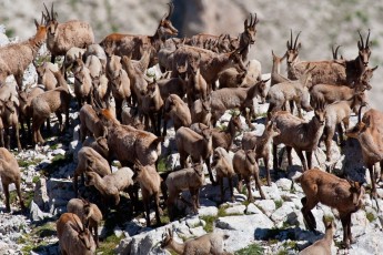 Very large herd of Apennine chamois adult females and kids/juveniles gathering on mountain ledge in summer