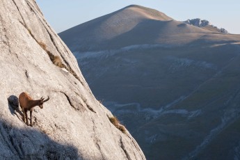 Apennine chamois male moving on extremely steep and smooth rock wall. Endemic to the Apennine mountains