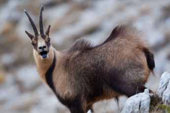 Apennine chamois adult male grunting in autumn during the rut