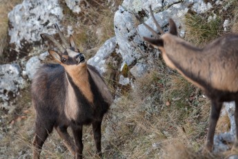 Apennine chamois adult male flehmen / lip-curling during autumn rut