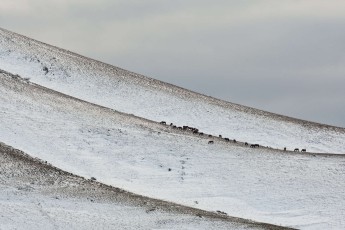 Herd of semi-feral horses grazing on snowy mountain slope in the Central Apennines