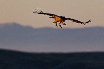 Griffon vultures landing at sunrise