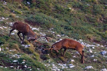 Red deer stags fighting during the autumnal rut