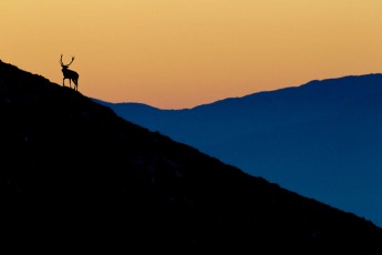 Red deer stag on mountain slope at sunrise