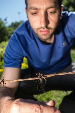 Bear advocate Fabrizio Di Salvatore examinating wire along fence for brown bear hairs. Abruzzo, Italy. June 2014