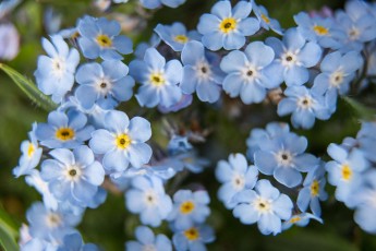 Apennine forget-me-not (Myosotis ambygens). Abruzzo, Italy. June 2014