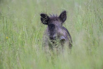 Wild boar (Sus scropha) portrait in meadow. Central Apennines, Abruzzo, Italy. June 2014