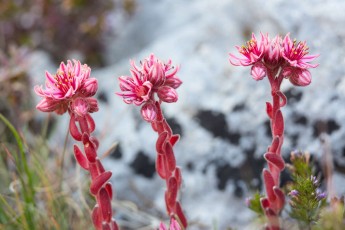 Sempervivum arachnoideum, sometimes known as cobweb houseleek in Duchessa Mountains Nature Reserve. Lazio, Italy. August 2014