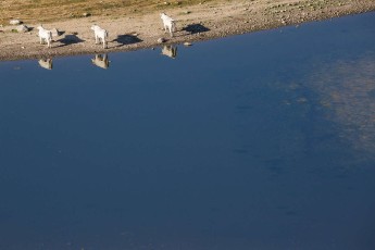 Cattle on the shores of the Duchessa Lake in Duchessa Mountains Nature Reserve. Lazio, Italy. August 2014