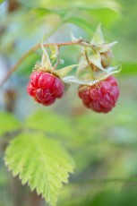 Wild raspberry (Rubus idaeus) in forest meadow. Central Apennines, August 2014