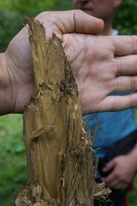 Umberto Esposito, mountain guide and CEO at Wildlife Adventures, partner of Rewilding Europe in the Apennines, showing bear rub-tree while leading a group for a bearwatching excursion. Abruzzo, Lazio and Molise National Park. Central Apennines, Abruzzo, Italy. Aug 2014