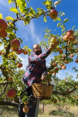 Apple farmer Franco Maggi from Ortona dei Marsi collecting typical apple varieties from the Giovenco Valley of the Abruzzo, Lazio and Molise National Park and Rewilding area. Abruzzo, Italy. Sep 2014