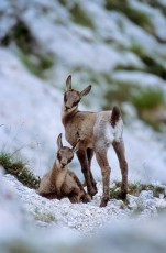 Endangered endemic Apennines/Abruzzo chamois, a few weeks old