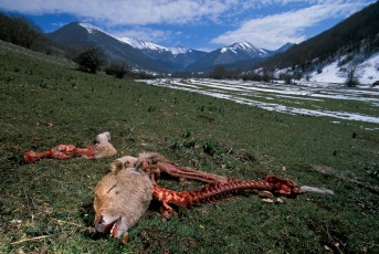 Remains of a domestic cow calf eaten by a Marsican / Abruzzo brown bear in Abruzzo National Park, Central Apennines