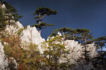 Black pine (Pinus nigra var. bannatica), endemic subspecies, growing on a ridge in Domogled Valea Cernei national park, Baile Herculane, Caras Severin, Romania