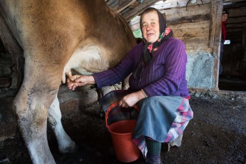 Farmer lady milking a young cow in the stable at her house in the village of Isverna, Mehedinti plateau geopark, Romania