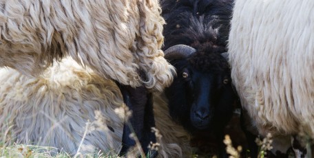 Black domestic sheep among white, Mehedinti plateau geopark, Romania