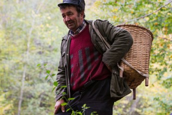 Romanian man carrying edible tree mushrooms, mostly from common beech, picked in the forest close to Baile Herculane, Caras Severin, Carpathians, Romania