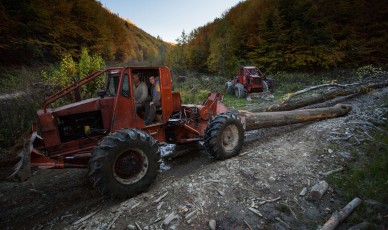 Articulated forest tractor (TAF) pulling cut common beech logs, Southern Carpathians, Romania