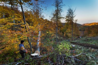 Forest worker with chainsaw and freshly cut large common beech tree falling down, Southern Carpathians, Romania