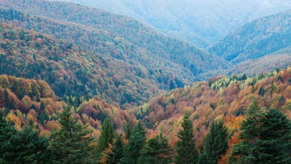 Mixed common beech (Fagus sylvatica) and spruce (Picea abies) forests in autum colours at sunrise seen from the road to Muntele Mic, Southern Carpathians, Mun?ii ?arcu, Cara?-Severin, Romania