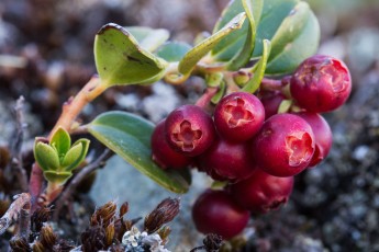 Lingonberry (Vaccinium vitis-idaea) fruits, Southern Carpathians, Romania