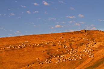 Shepherd leading his sheep to a paddock, Southern Carpathians, Romania