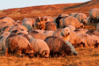 Romanian shepherd dog among a group of domestic sheep, Southern Carpathians, Romania