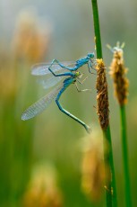 Dragonfly (Coenagrion scitulum)