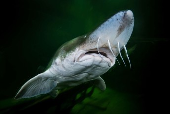 Beluga or European sturgeon (Huso huso), heavily fished for the female's valuable roe known as beluga caviar the beluga is a huge and late-maturing fish that can live for 118 years, but is critically endangered