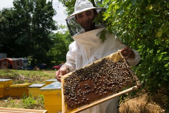 Romanian bees at the manmade beehives surrounded by linden trees next to the forest Valea Fagilor close to Macin Mountains National Park