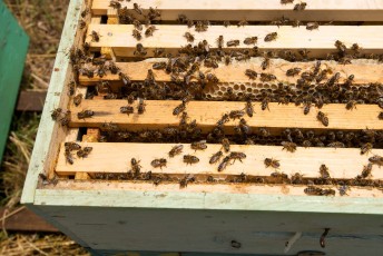 Romanian bees at the manmade beehives surrounded by linden trees next to the forest Valea Fagilor close to Macin Mountains National Park