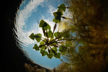 Water chestnut (Trapa natans) is a floating annual aquatic plants, growing in slow-moving water up to five meters deep, have been cultivated in China and India for at least 3000 years for the edible seeds
