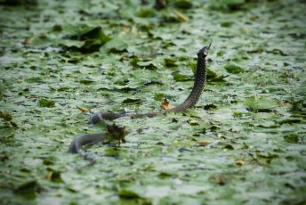 Grass snake (Natrix natrix), sometimes called the ringed snake or water snake, making its way on top of a carpet of water chestnut plants. It is a non-venomous snake often found near water and feeds almost exclusively on amphibians