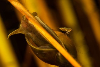 Water boatman landed on a great pond snail, a species of large air-breathing freshwater snail in the family Lymnaeidae