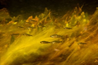 A school of ruffe, also known as pope (Gymnocephalus cernua)