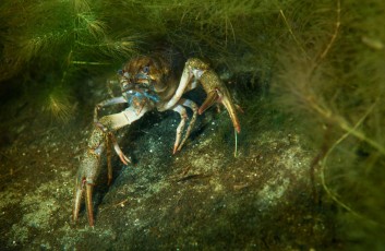 Narrow-clawed crayfish or Danube crayfish (Astacus leptodactylus) hiding in the weed, this is a species of crayfish imported and introduced to Central Europe in 19th century from the Caspian Sea