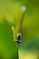 Blue-tailed damselfly (Ischnura elegans)