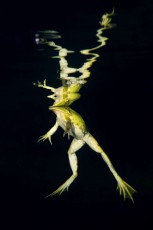 Reflection of a pool frog (Pelophylax lessonae) at night