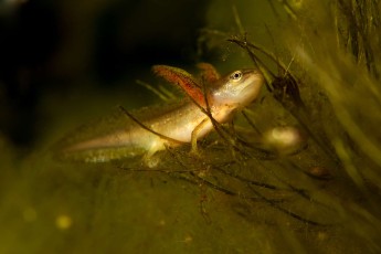 A minute smooth newt (Lissotriton vulgaris) in its larva stage the gills are still on the outside of the body making it look a bit like a 20 mm long dinosaur
