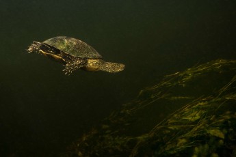 European pond turtle, or European pond terrapin (Emys orbicularis)