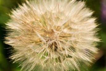 Close up of a dandelion